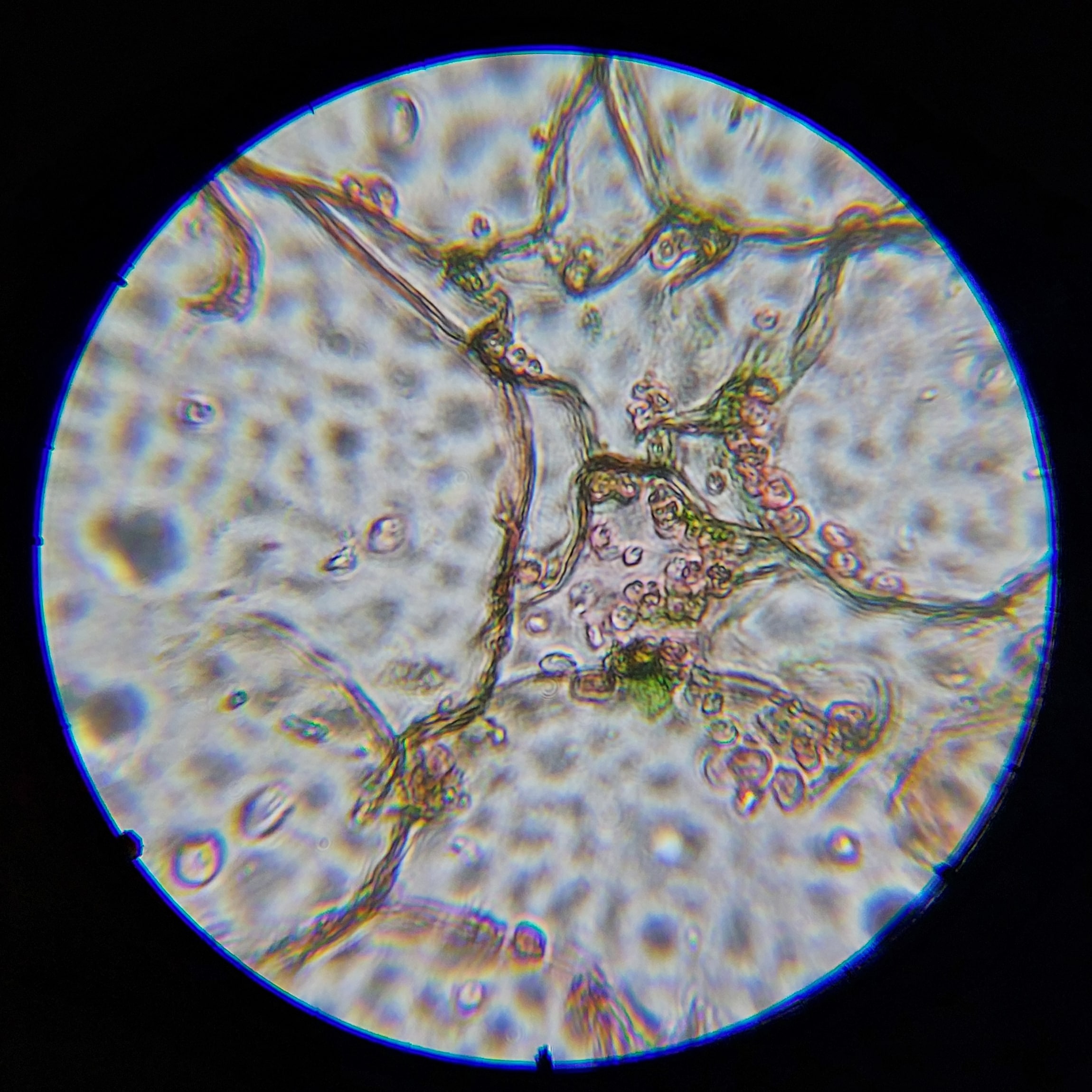 Микроскоп школьный Микромед Эврика SMART 40x-1280x в текстильном кейсе